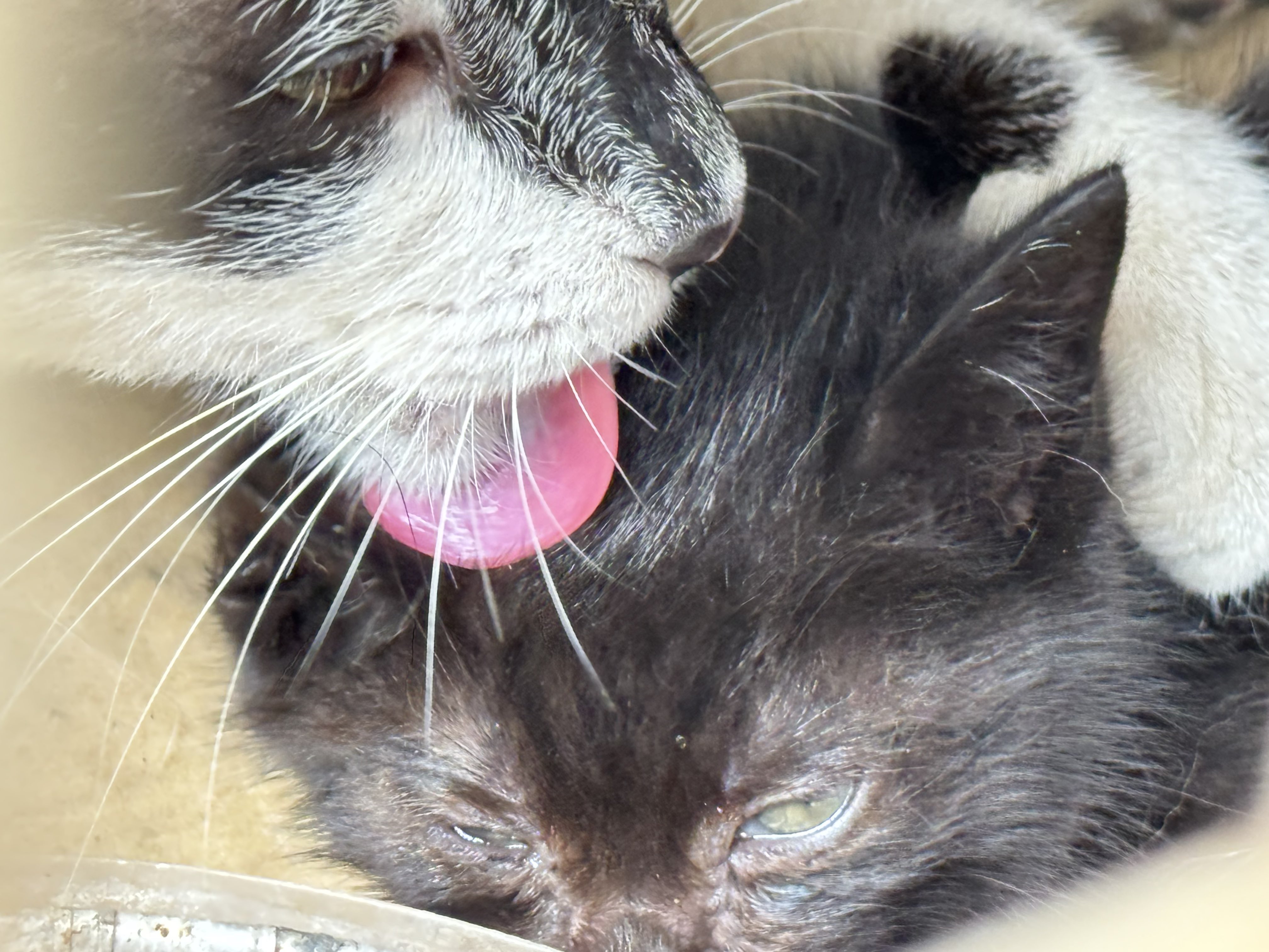 Living with a cat that's over 20 years oldfrom this point