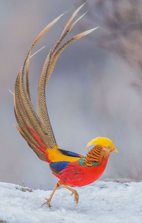 lhkjade921's tweet photo. Golden Pheasant, also known as the Chinese Pheasant. It’s instantly recognizable by its dazzling display: a golden-yellow crest, vivid red body, and an ornate cape of orange and black that fans out like a cape in a royal court.
#birds wild nature color world https://t.co/nSDwecVrfO