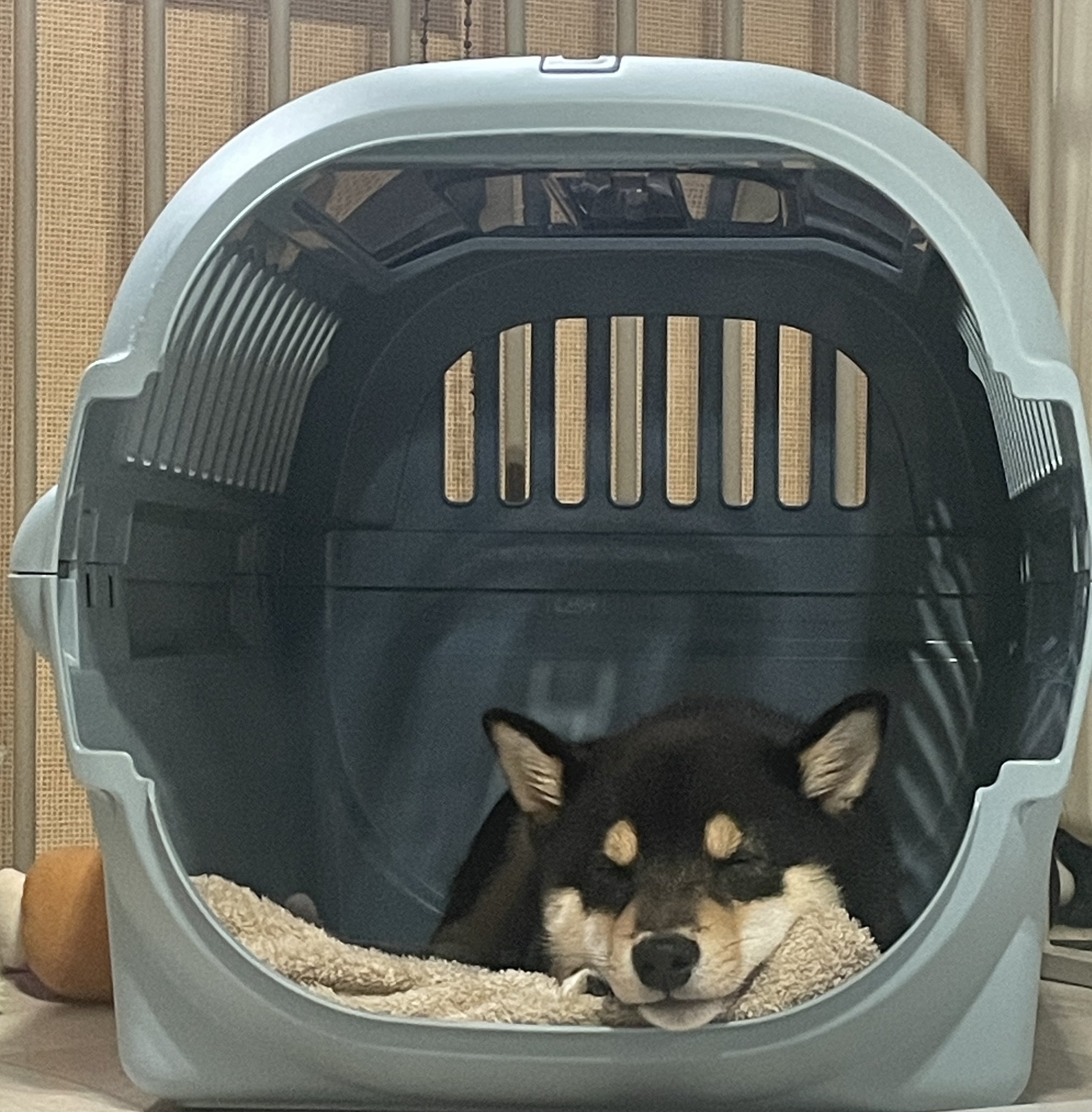豆柴 】小さな日本代表犬！美形豆柴ちゃんにくぎづけ