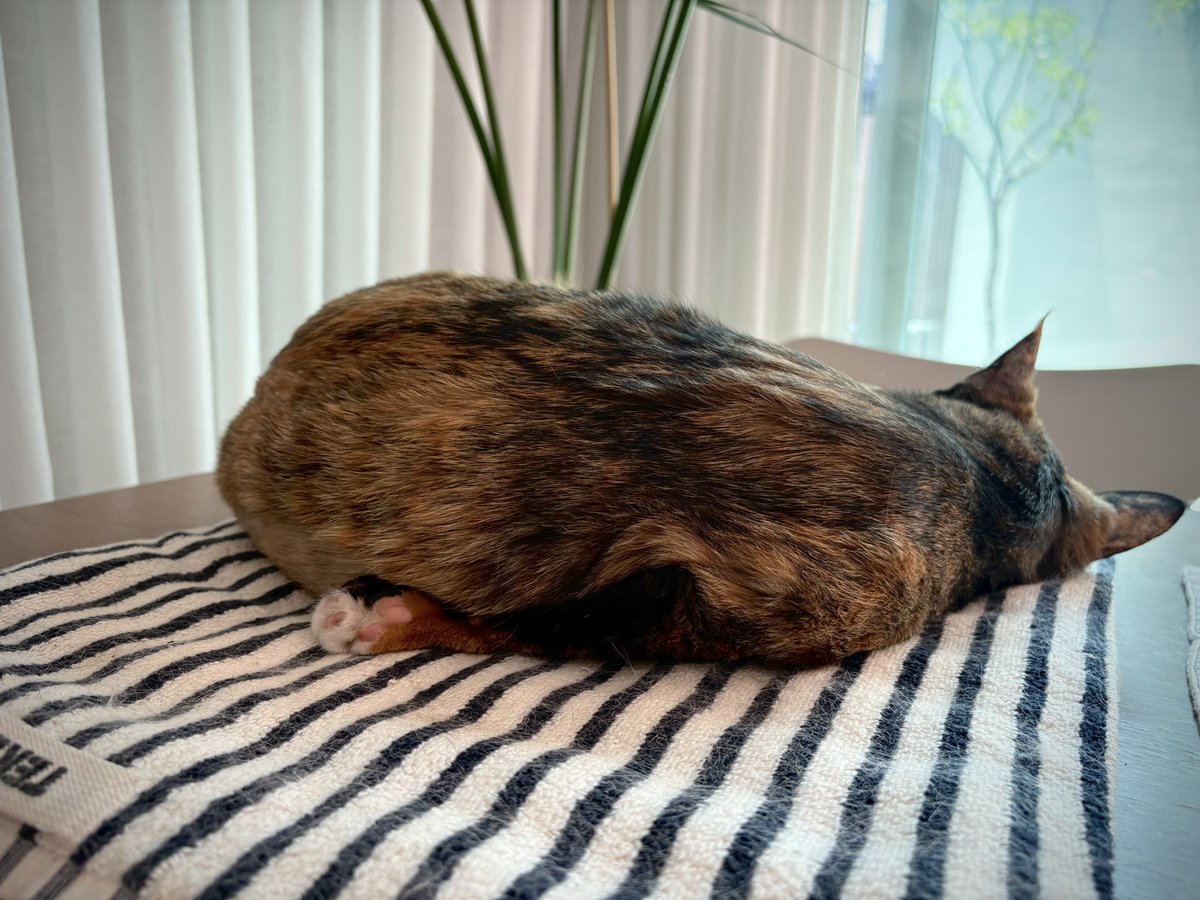 아무리봐도 팔 저릴 거 같은데🤔