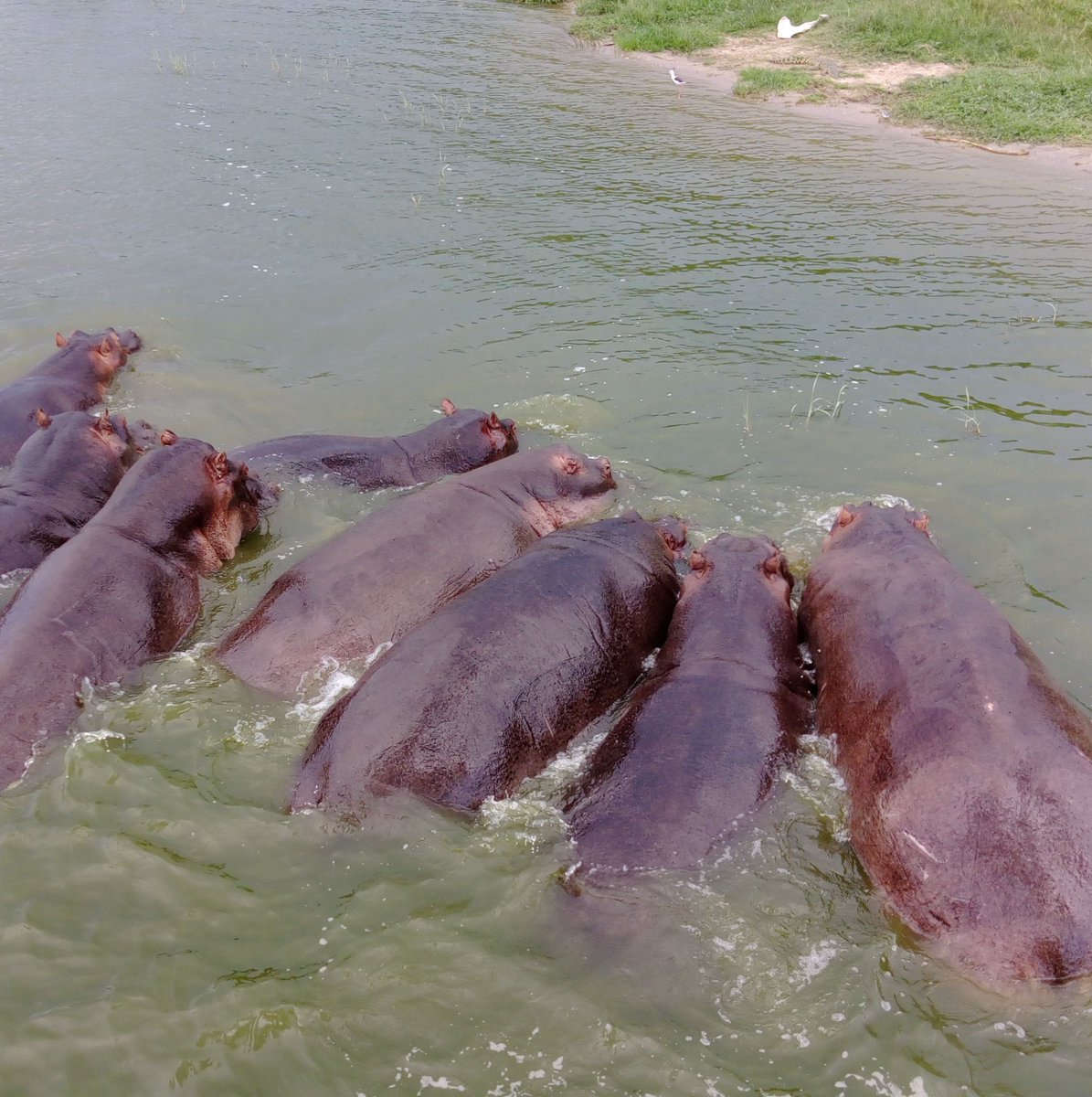 Where culture meets wildlife! See hippos &amp; local life blend. Experience this unique spot today: queenelizabethnationalparkuganda.com/attractions/ka… #katungurubridge #katungurubridgeinqueenelizabethpark #queenelizabethnationalparksafari