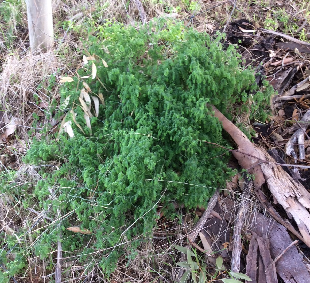 Eyre Peninsula Landscape Board (@eplandscapesa) on Twitter photo Bridal veil is a highly aggressive and invasive weed that can smother native plants and cause a decline in groundcover species. 
Now that we’ve had some rain, it’ll likely start popping up again in known infested areas, ready for control.
ℹ️Fact sheet 👉bit.ly/EP-bridal-veil Bridal veil is a highly aggressive and invasive weed that can smother native plants and cause a decline in groundcover species. 
Now that we’ve had some rain, it’ll likely start popping up again in known infested areas, ready for control.
ℹ️Fact sheet 👉bit.ly/EP-bridal-veil