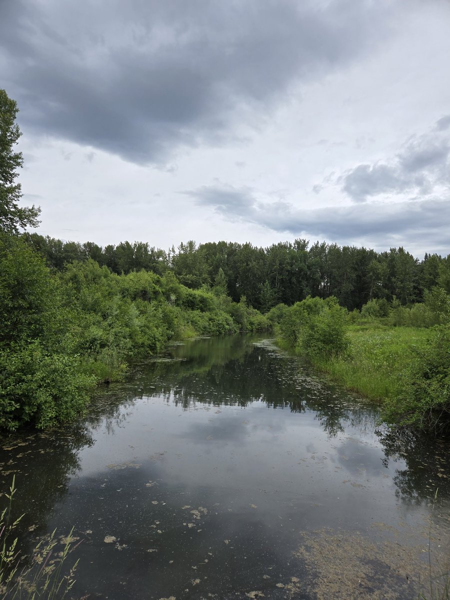 jager1108's tweet photo. River’s Edge Park in Columbia Falls, Montana offered us more than beauty yesterday. It offered stillness. A breath of Montana where silence speaks.
#RiversEdgePark #ColumbiaFalls #MontanaGrace #FlatheadRiver #NatureSanctuary #QuietBeauty #StillnessSpeaks #MomentsOfPeace #WanderAndWonder #RefinedNature #ElegantEscape #SoulfulScenery #TranquilMoments #InspiredByNature
