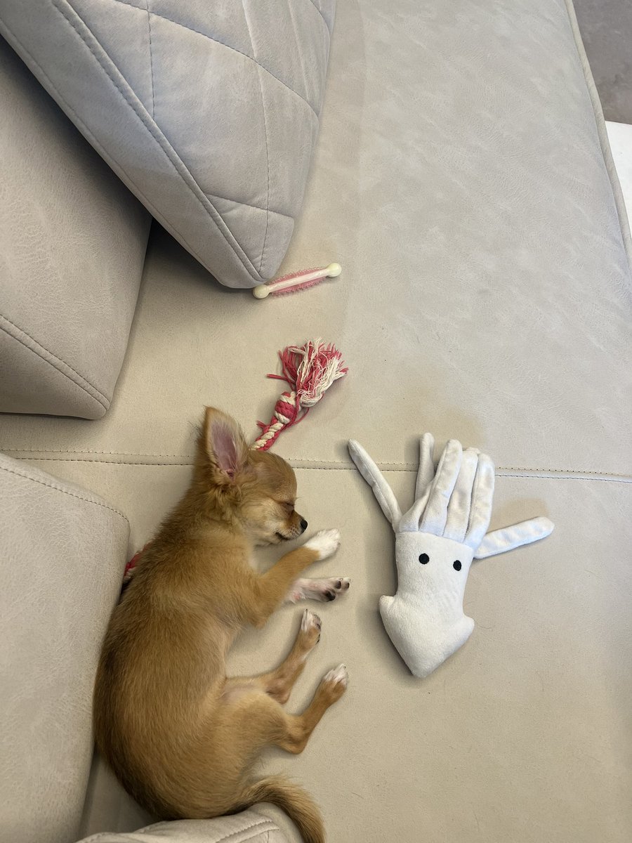 ひととおりオモチャで遊んだ後、
全部自分のそばにかき集めて
突然電池が切れた🪫我が子🐕