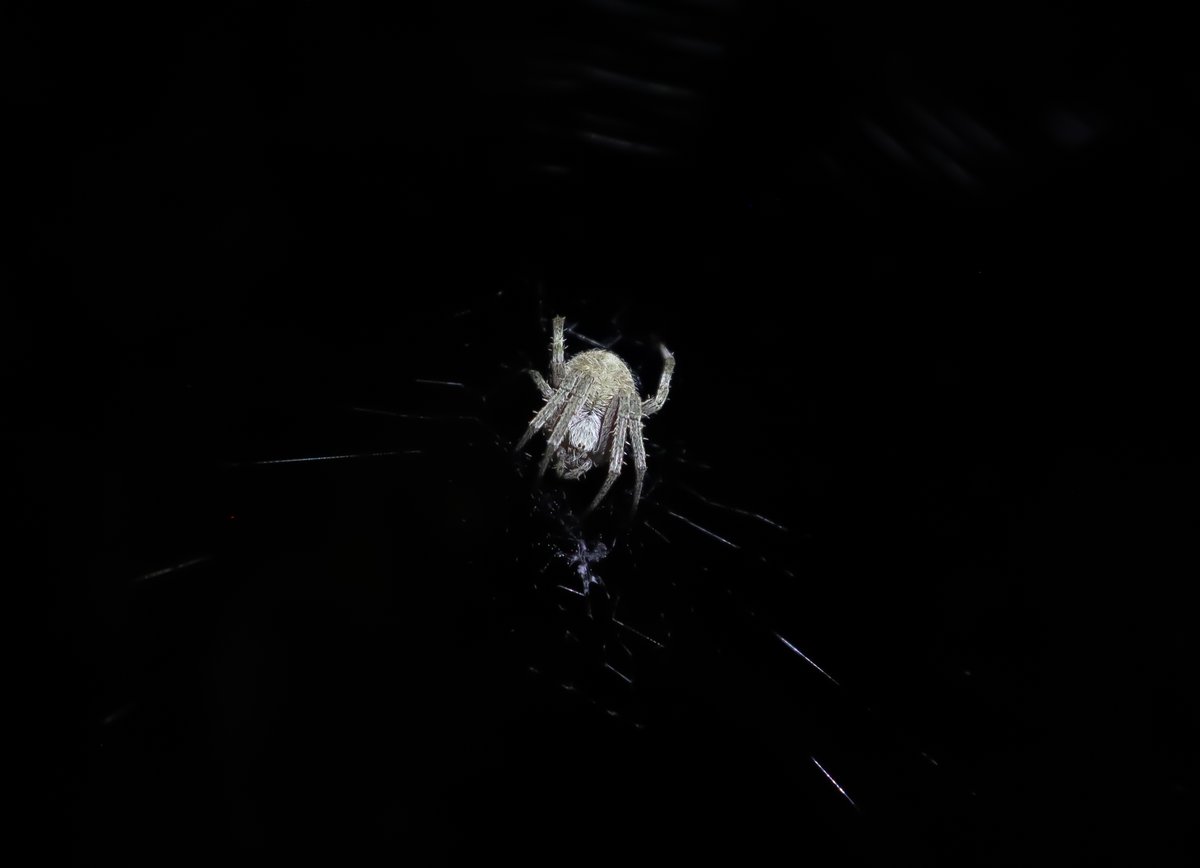 since leaving the comm i have gotten a FT job, lost 30 pounds since march and enjoying life. Sure am missing siege right about now. Oh also i have gotten back into photography :)