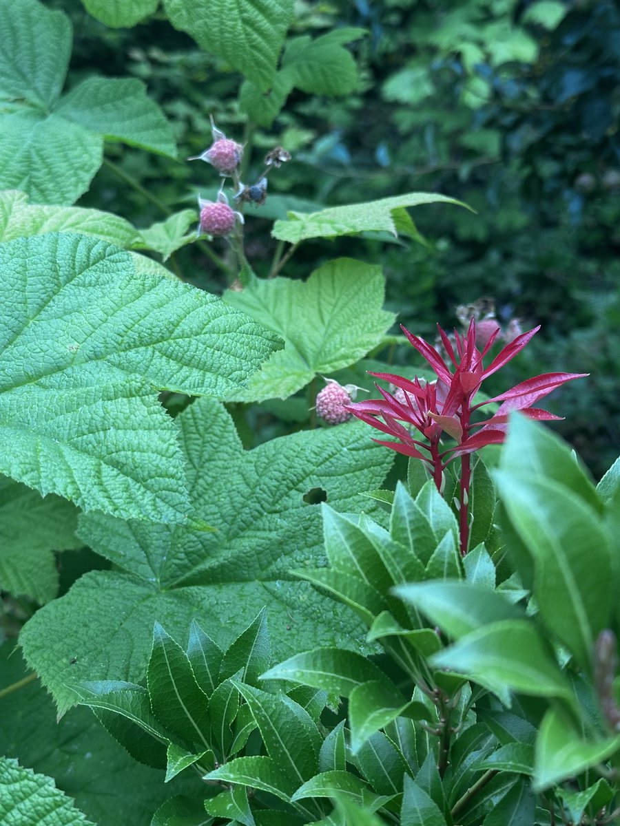 paul_siddaway's tweet image. The garden I love …