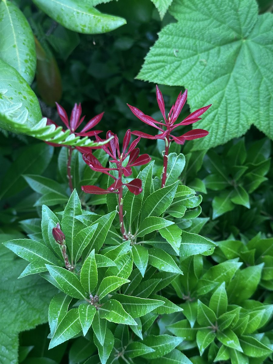 paul_siddaway's tweet image. The garden I love …