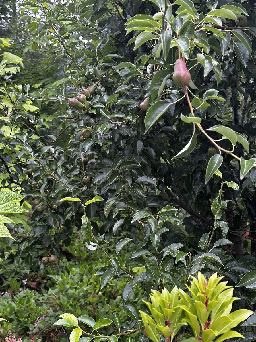 paul_siddaway's tweet image. The garden I love …