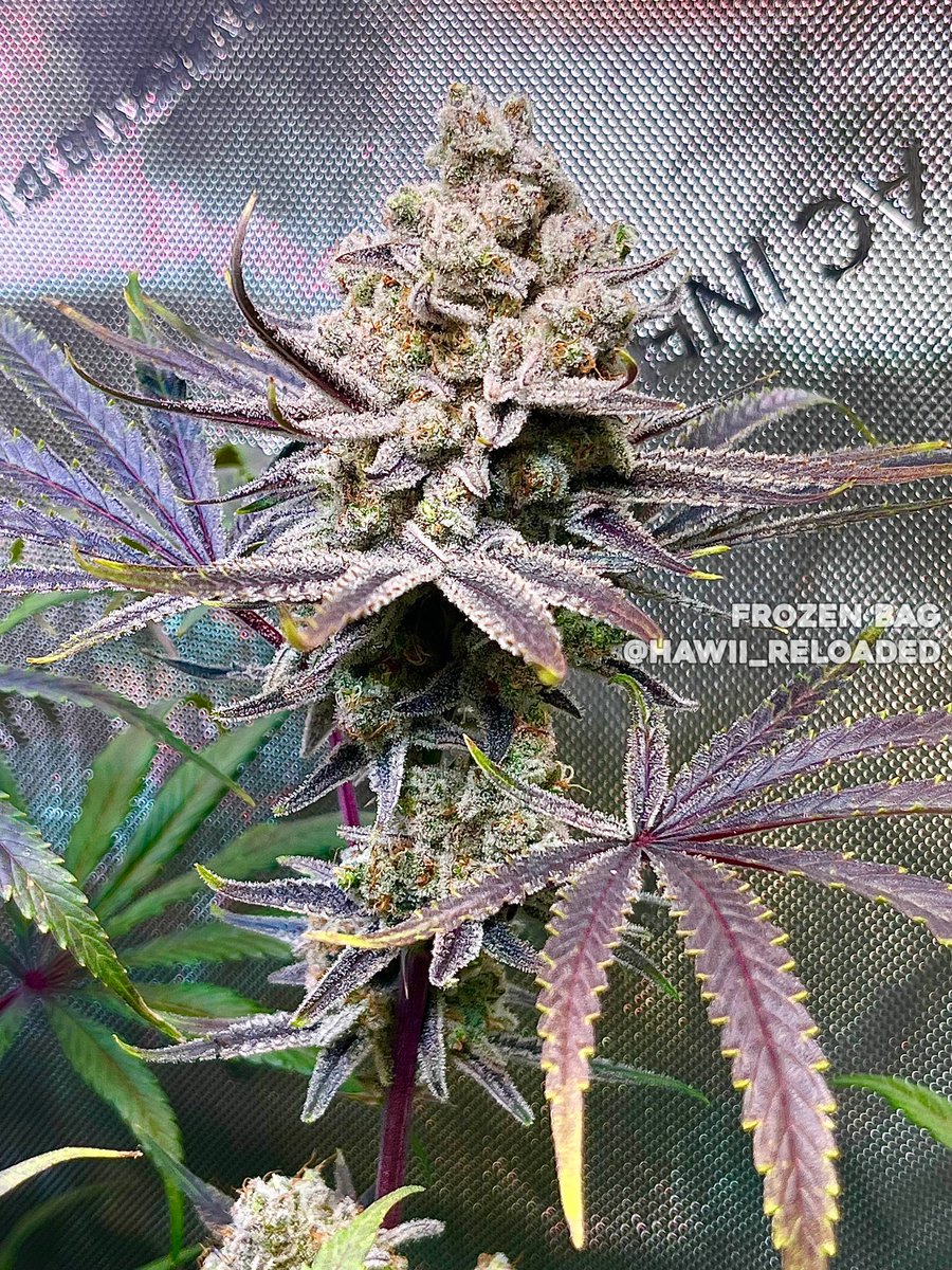 Frozen BAG 🔥
Grown/Photo by hawii_reloaded (Discord)
Bred by #RobinHoodSeeds

#cannabis #cannabiscultivation #nugshot