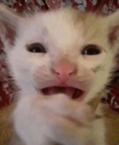 Luka #1 Gillin fan (@polunator) on Twitter photo How it feels to be in a discord call with 2+ people who sound identical How it feels to be in a discord call with 2+ people who sound identical
