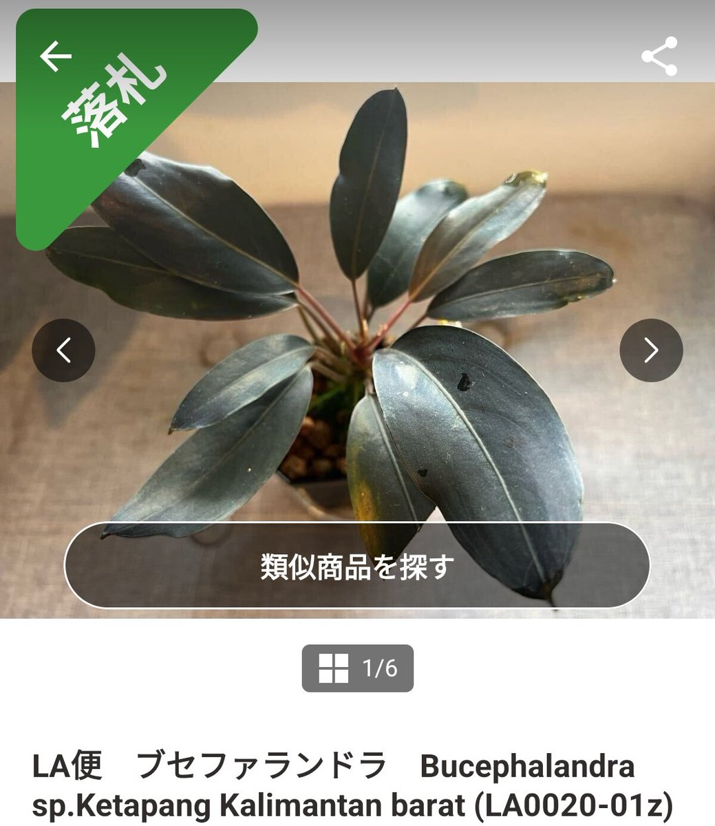 Bucephalandra sp.Ketapang Kalimantan barat 【LA0020-01z】 2025/06