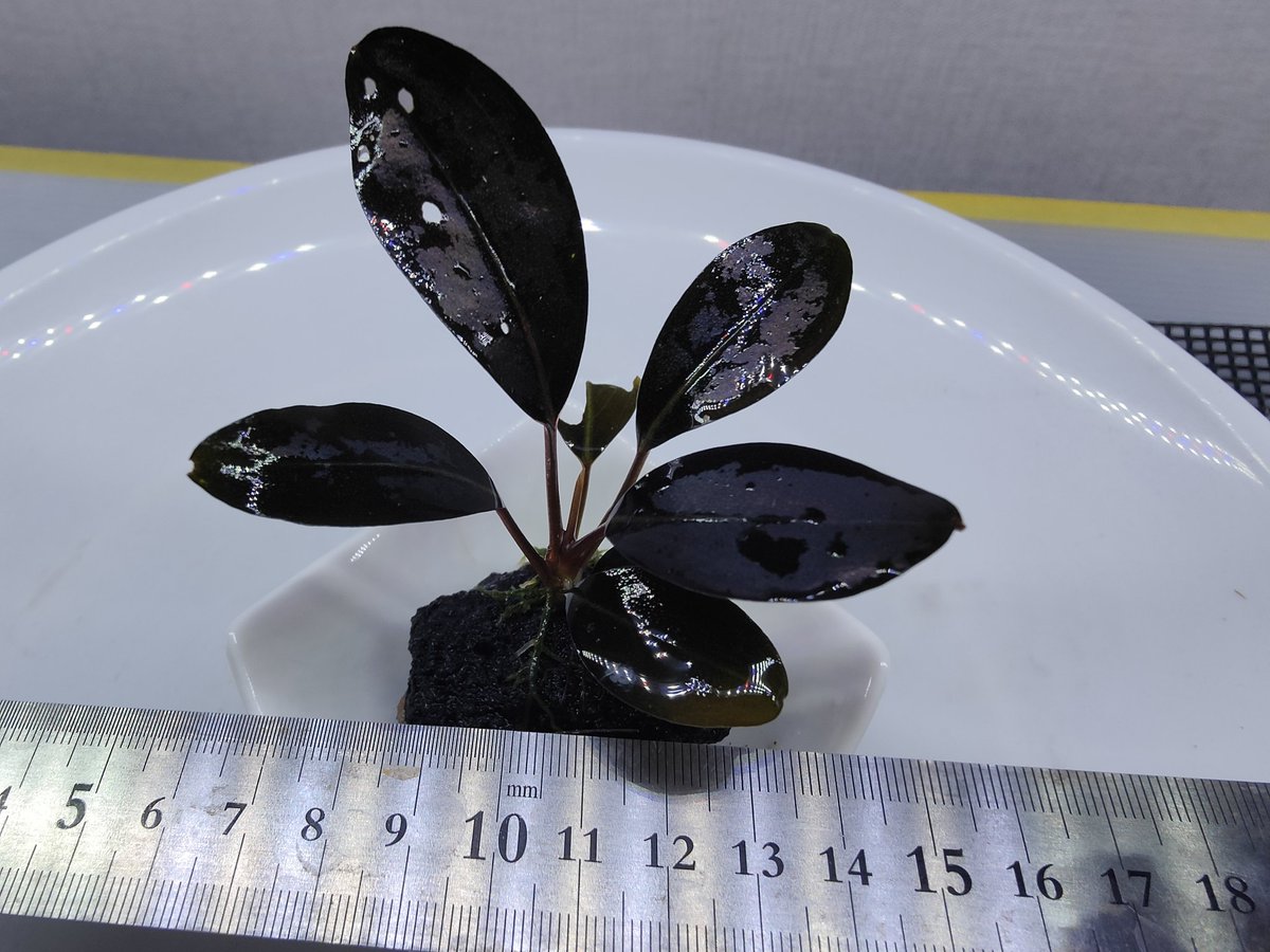 Bucephalandra sp.Ketapang Kalimantan barat 【LA0020-01z】 2025/06