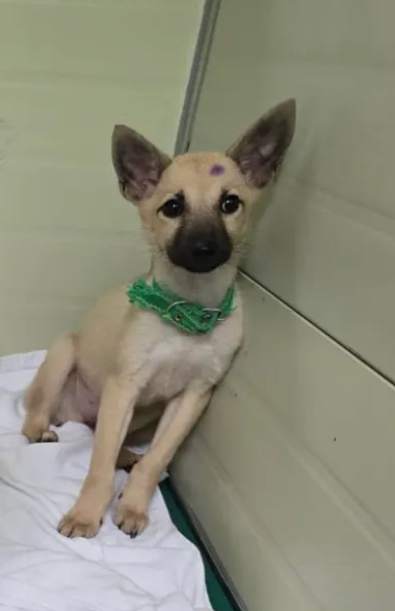 3인조 그룹 같으세요. 

눈웃음 (좌) 385
센터상 (중앙) 386
아우라 (우) 384

밀양보호소 

instagram.com/p/DLL9JXjv7KP/…