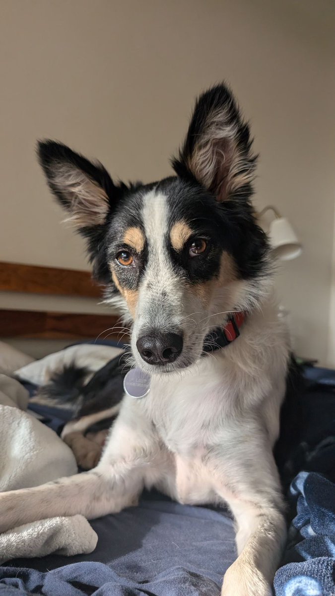 Ajay Joe (@joedelhi) on Twitter photo ALERT !
Rs. 50,000 reward to the person who finds this missing dog, locations : Delhi, Gurgaon, Faridabad, Noida
Name : Ellie
Breed : Indie
<a href="/tehseenp/">Tehseen Poonawalla Official ЁЯЗоЁЯЗ│</a> <a href="/pankhuripathak/">Pankhuri Pathak рдкрдВрдЦреБрдбрд╝реА рдкрд╛рдардХ ┘╛┘Ж┌й┌╛┌С█М</a> ALERT !
Rs. 50,000 reward to the person who finds this missing dog, locations : Delhi, Gurgaon, Faridabad, Noida
Name : Ellie
Breed : Indie
<a href="/tehseenp/">Tehseen Poonawalla Official ЁЯЗоЁЯЗ│</a> <a href="/pankhuripathak/">Pankhuri Pathak рдкрдВрдЦреБрдбрд╝реА рдкрд╛рдардХ ┘╛┘Ж┌й┌╛┌С█М</a>