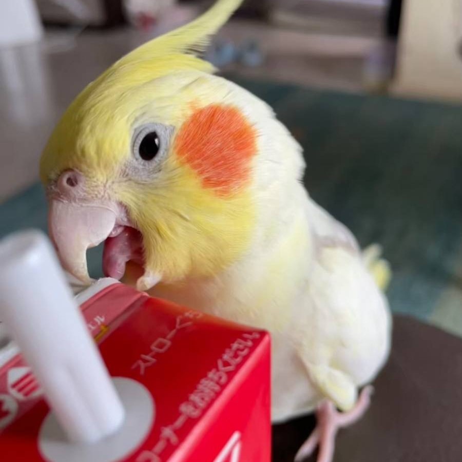 今日の「カバー小鳥」は、肆士丸ちゃん（オカメインコ）です。みんなで熱中症対策！ こまめに水分補給しようね～🌞🥤 
#オカメインコ 
kotoribu.com