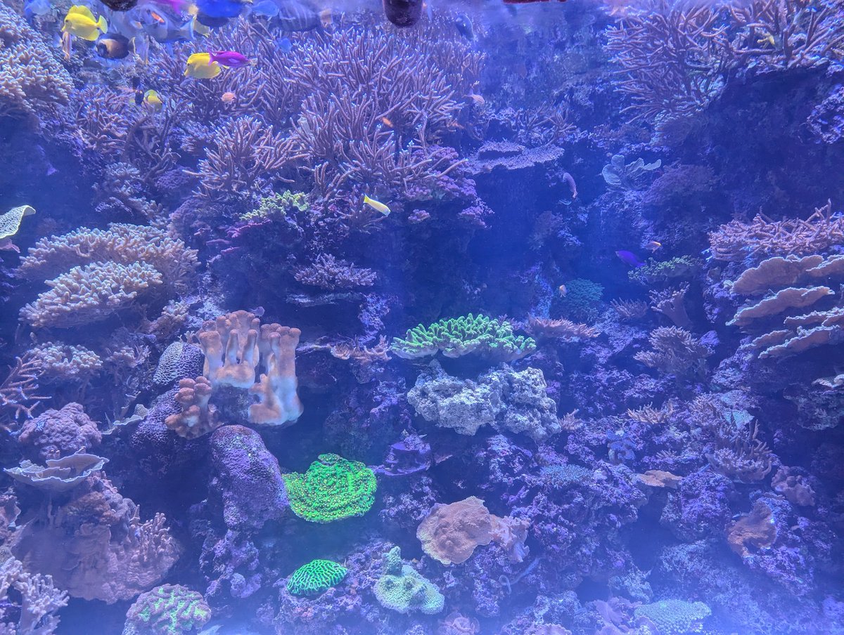 BLINDED_KHA's tweet photo. (( i touched grass this weekend hardcore 😔 have an aquarium photo. https://t.co/AdqWxpkZsF