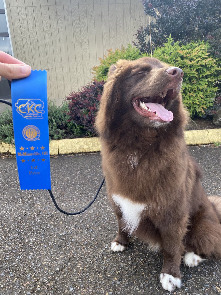 SithLordPepa's tweet photo. Clackamas Kennel Club Dog Show
#fyp #husky #puppy #huskypuppy #chocolatehusky #brownhusky #brownhuskypuppy #clackamaskennelclubdogshow #clackamaskennelclub #dogshow #dogshows #conformation #rally #obedience #mcminnville #oregon https://t.co/cwFi9PbwPv
