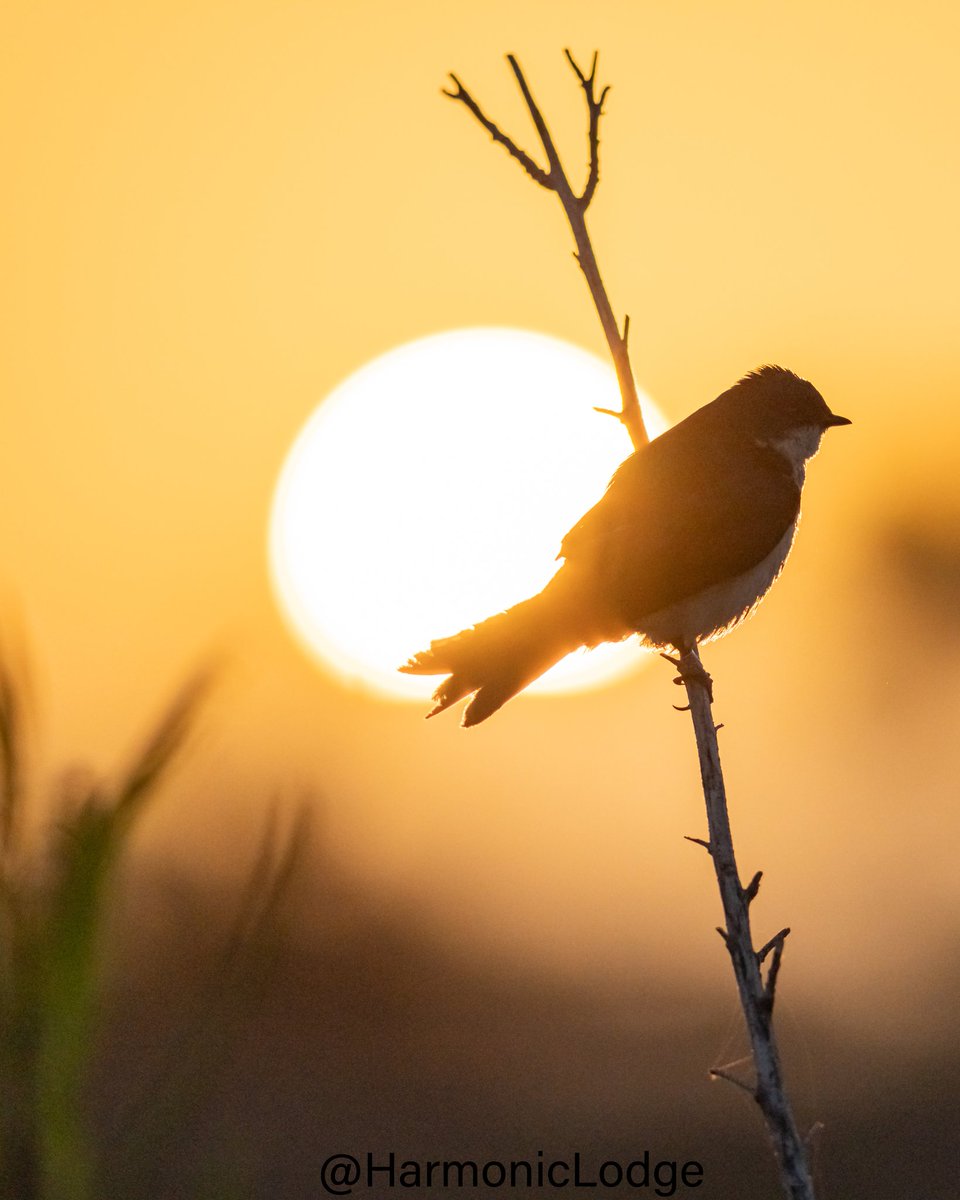 HarmonicLodge's tweet image. 🧵: Let&apos;s see some 💛 for this #SundayYellow ! 
🖼️: Golden Hour #TreeSwallow