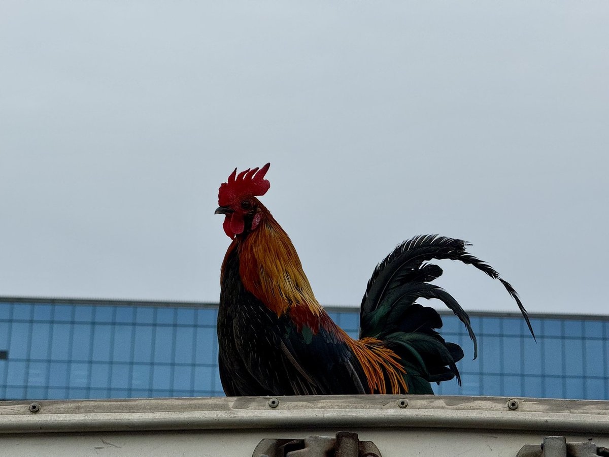 Who let the rooster out 😂