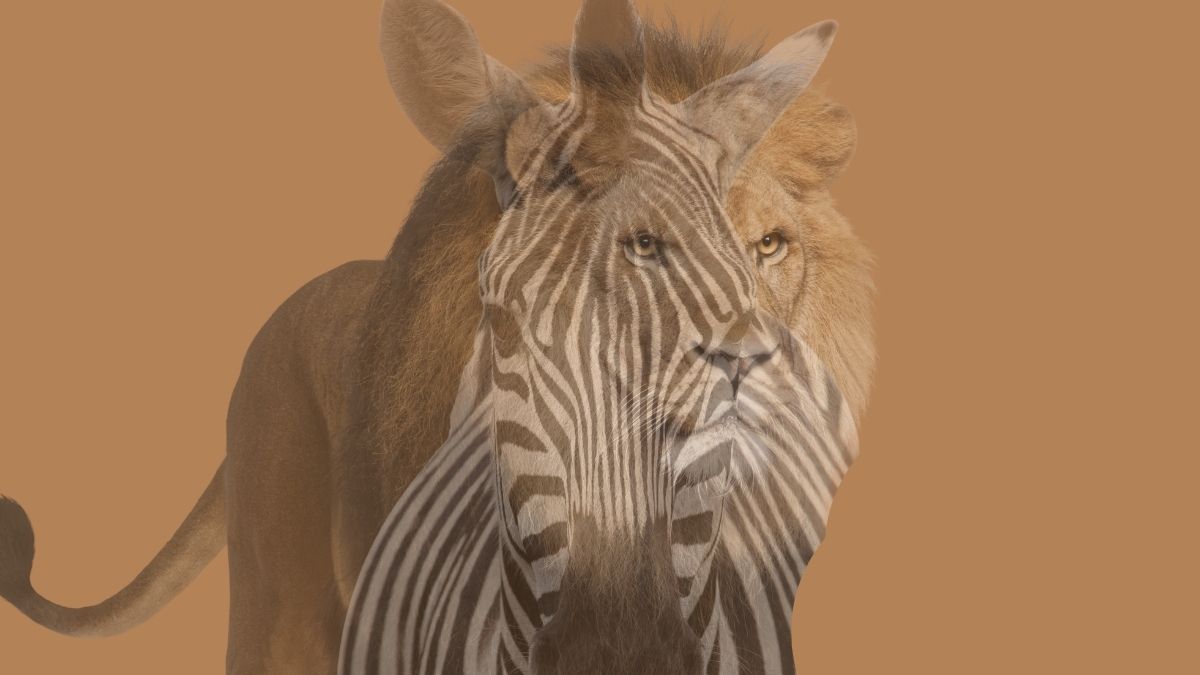 universecover1's tweet image. Personality Test: Lion Or Zebra?

👉 Take the test now:
🔗 universecover.com/personality-te…

#PersonalityTest #OpticalIllusion #MindQuiz #VisualChallenge #FunQuiz #BrainTest #PsychologyFacts #UniverseCover #IQTest #TrendingQuiz #ViralChallenge