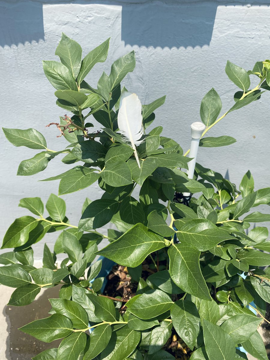 우리집 옥상 화단의 블루베리에 새들 먹으라고 열 몇 알 남겨둔 것이 아주 깨끗하게 사라졌다는 사랑스러운 소식을 전합니다. 깃털을 메시지로 남기고 가셨어요. ㅎㅎㅎ