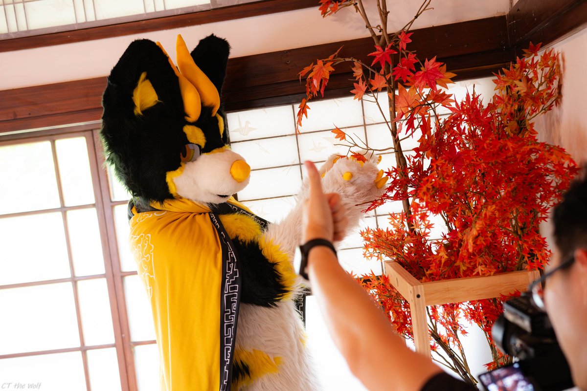 Great!

🐾: <a href="/Nuno10301993/">努諾Nuno 🔜UTFG 2025</a> 
📸: Me!
👍: <a href="/Lianfeng_tw/">戀風</a> 

#FurtoMonday
#SbCT
#小攝狼CT
#FurryDay