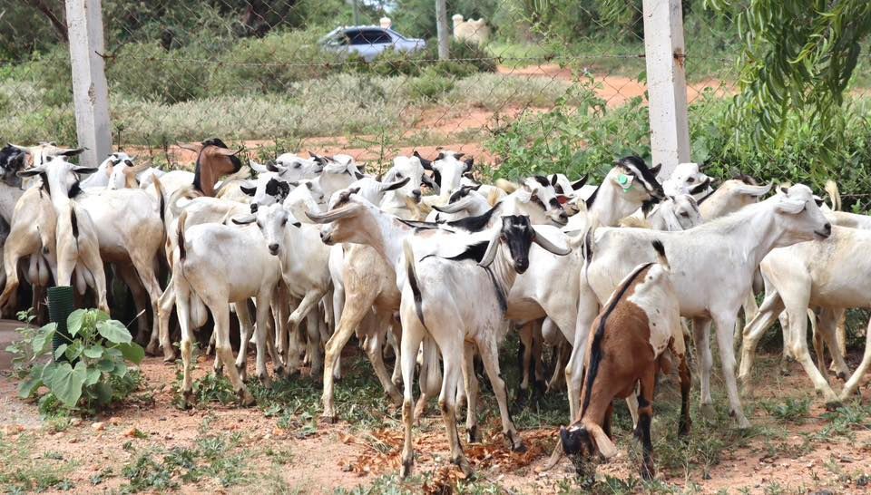 Communities in Ngomeni, Kitui County are building climate-smart livelihoods by embracing improved caprine farming practices. They’re turning to Galla bucks, a hardy goat breed known for its strong resistance to drought and disease, making it ideal for arid and semi-arid