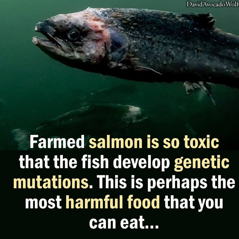 OrganicLiveFood's tweet photo. Farmed #fish are grown in polluted & low quality water in tight spaces & are high in #toxins & #contaminates. Farm raised fish are fed pellets containing #GMOs & chicken/turkey feces. They have high concentrates of toxins, PCBs & #mercury.
https://t.co/mmVzl5ejTg