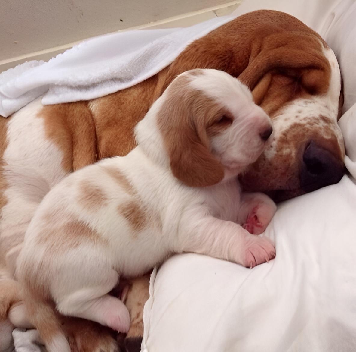 Es__MB's tweet photo. 🐶 🐶  🥰♥️ https://t.co/ierdkEQGU5