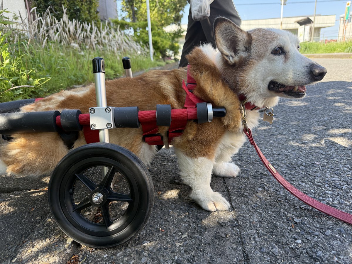 corgi_skr's tweet photo. 車椅子デビューしちゃいました https://t.co/rEroJUaSjy