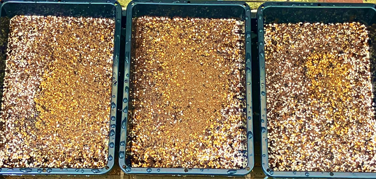 アガベの実生開始っ♪٩( 'ω' )و
216粒、はたしてどうなるか...
ハラハラドキドキ(*´ω`*)