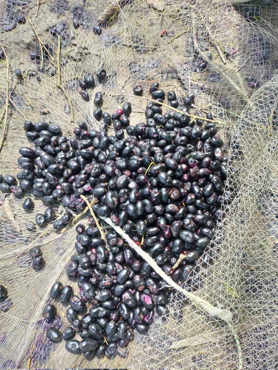 I_amnaba7's tweet image. &quot;आज सुबह ताज़ी हवा के साथ, खेतों से ढेर सारे ताज़े जामुन तोड़ कर लाया हूँ…
कुदरत का स्वाद, सेहत का खजाना, और बचपन की यादें — सब एक साथ!&quot; 🍇💜🌿
#javaplum