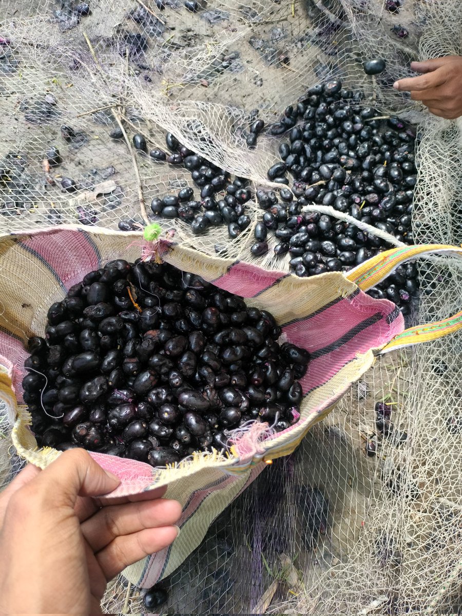 I_amnaba7's tweet image. &quot;आज सुबह ताज़ी हवा के साथ, खेतों से ढेर सारे ताज़े जामुन तोड़ कर लाया हूँ…
कुदरत का स्वाद, सेहत का खजाना, और बचपन की यादें — सब एक साथ!&quot; 🍇💜🌿
#javaplum