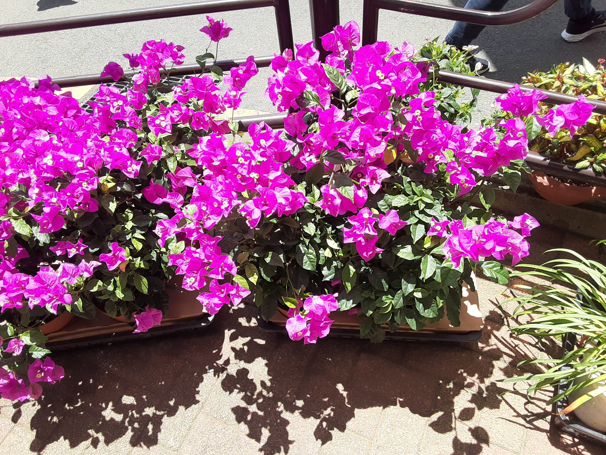 有名なブランド 橋 36  X: on 🪩 🏎 1 🪇 𝙉𝙚𝙭𝙩 マットレス