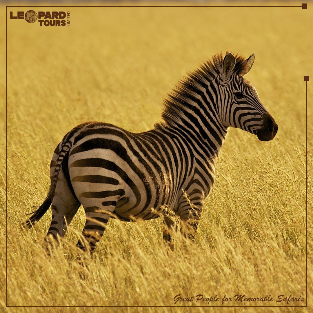 Leopard Tours Ltd tweet media