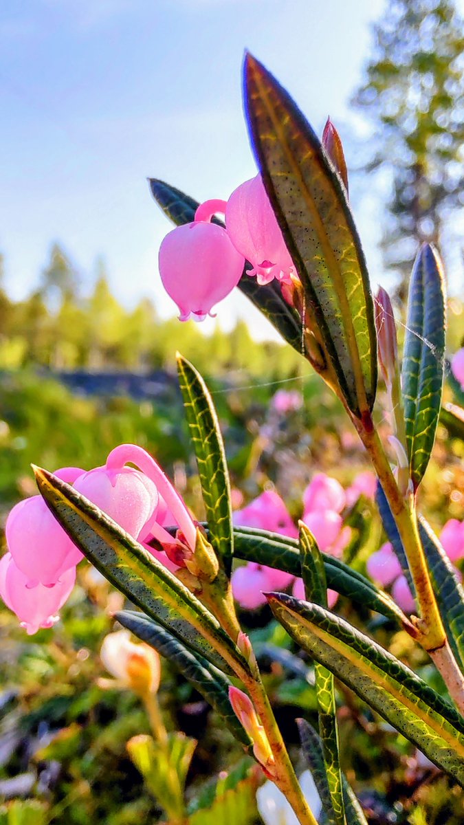 Opettaja on aina kasvattaja -ja tärkeä sellainen! 

#opehommat 
<a href="/helsing/">Ray Helsing</a>

innostavamuutos.blogspot.com/2025/06/opetta…