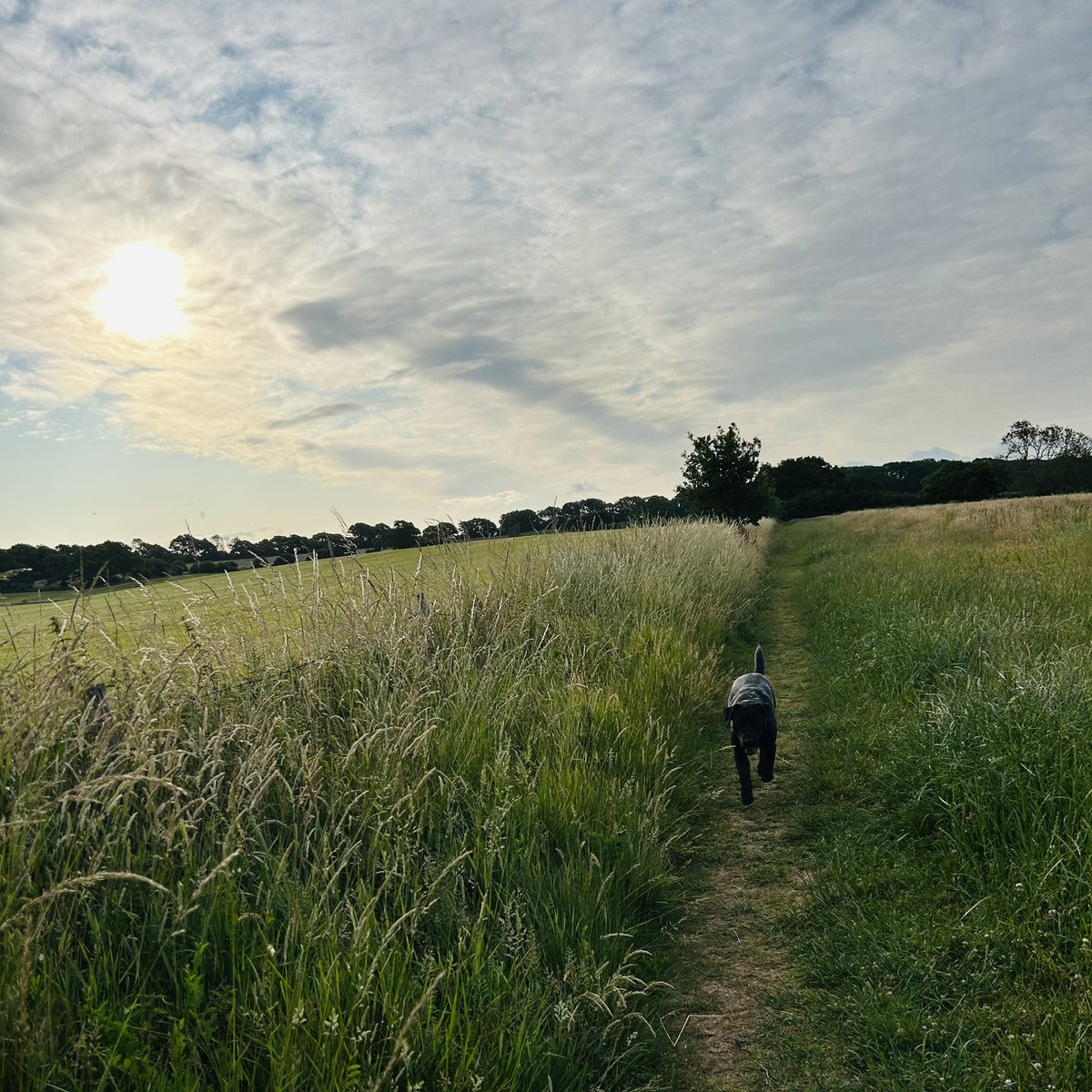 ‘Start each day with a waggy tail’ (Labrador  wisdom, 2025)

Have a marvellous Monday!🤩