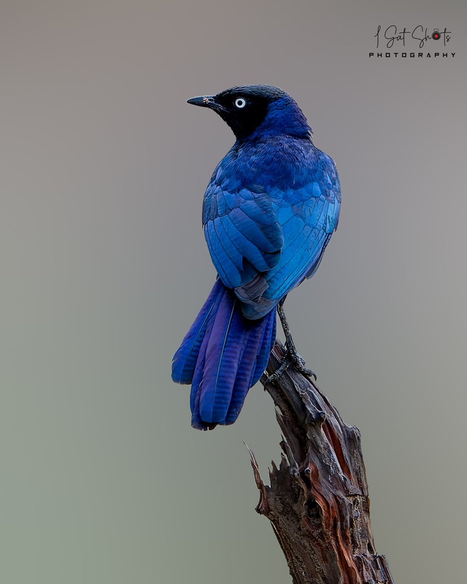 Rüppell’s Starling