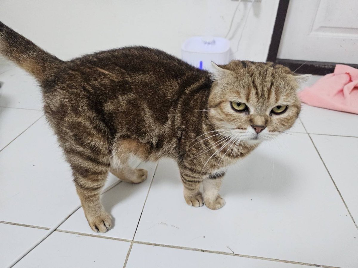 CatsterClub's tweet photo. 🏠หาบ้านให้น้องแมว🏠
ขอความร่วมมือคอมเมนต์ด้วยความสุภาพกันนะคะ 🙏🏻

เจ้าของน้องเลี้ยงไว้ในบ้านเช่าเพื่อเพาะพันธุ์ ขายลูกแมว ต่อมาเจ้าของมีปัญหาการเงินค้างค่าเช่าหลายเดือน เจ้าของเคสไปตามที่บ้านเช่าเพื่อทวงค่าเช่า เจอบ้านสกปรกมาก น้องแมวอยู่แบบอาหารเน่าเสีย  น้ำสกปรกมาก   ติดต่อเจ้าของแมว เค้าไลน์มาแจ้งว่าไม่เอาแมวแล้ว และหายไปเลยค่ะ  น้องสองตัวรักกันมาก เมตตาหาบ้านใจดีให้น้องหน่อยนะคะ

น้องเป็นผู้หญิงทั้ง 2 ตัวค่ะ
พันธุ์สก็อตติชทั้ง 2 ตัวค่ะ
อายุประมาณ 4-5 ขวบ
น้องตัวแรก เพิ่งคลอดลูกได้สองเดือน เจ้าของเอาลูกไปขายหมดแล้ว ยังไม่ทำหมันค่ะ
ตัวที่สอง เป็น exotic shorthair ทำหมันแล้วค่ะ

พิกัด บางนา กทม

ไลน์ที่ใช้ติดต่อเจ้าของเคส 
 Kwang2525yuna

ใครสนใจรับดูแลติดต่อหาเจ้าของได้เลยนะคะ หรือ ช่วยกันรีกระจายข่าวก็ได้ค่า มาช่วยกันหาบ้านอันอบอุ่นให้น้องกันนะคะ