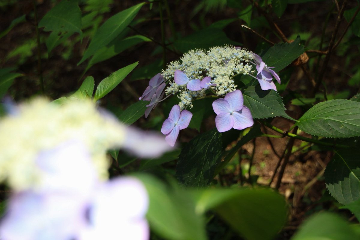 Lieky_Photo's tweet photo. 紫陽花

#紫陽花 #鹿沼市 #磯山神社 #あじさい
#あじさい祭り https://t.co/IcxdfxAojg