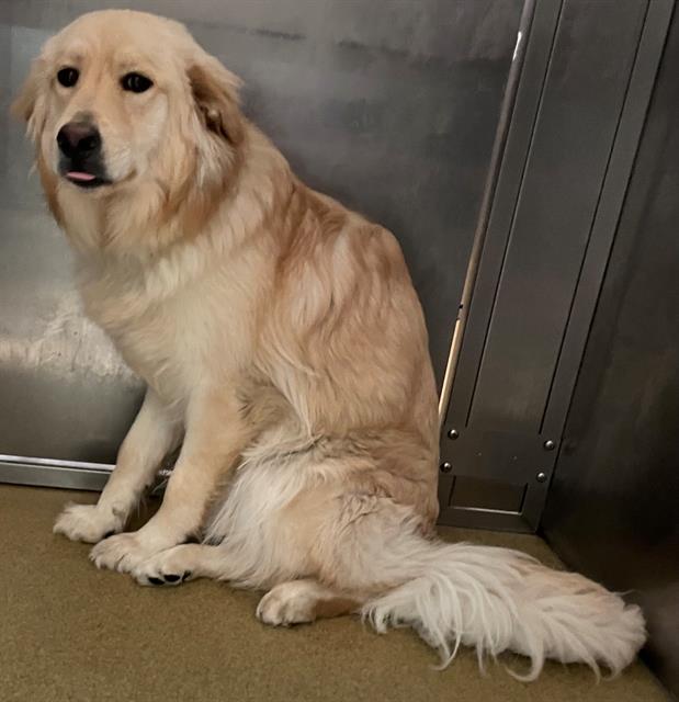 Keith Olbermann's Dogs (@tomjumbogrumbo) on Twitter photo This beautiful Golden Retriever, Millie #A5706532 is just 17 months old and waits in Palmdale CA. Without help she won't get to leave alive. There has to be someone for her, please repost/share and pledge if you're able, email keitholbermanndogs@gmail.com if you can help. Thank This beautiful Golden Retriever, Millie #A5706532 is just 17 months old and waits in Palmdale CA. Without help she won't get to leave alive. There has to be someone for her, please repost/share and pledge if you're able, email keitholbermanndogs@gmail.com if you can help. Thank