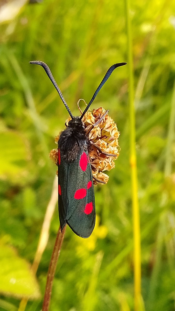 s4r4h_l's tweet photo. #MothMonday Great to see fresh narrow bordered 5 spot burnet #moths at #Latterbarrow on Saturday, this year favouring salad burnet, last year they loved the betony, both were on hand. #MothsMatter @savebutterflies #vitaminN #SouthCumbria https://t.co/Sy9yUOMYHQ