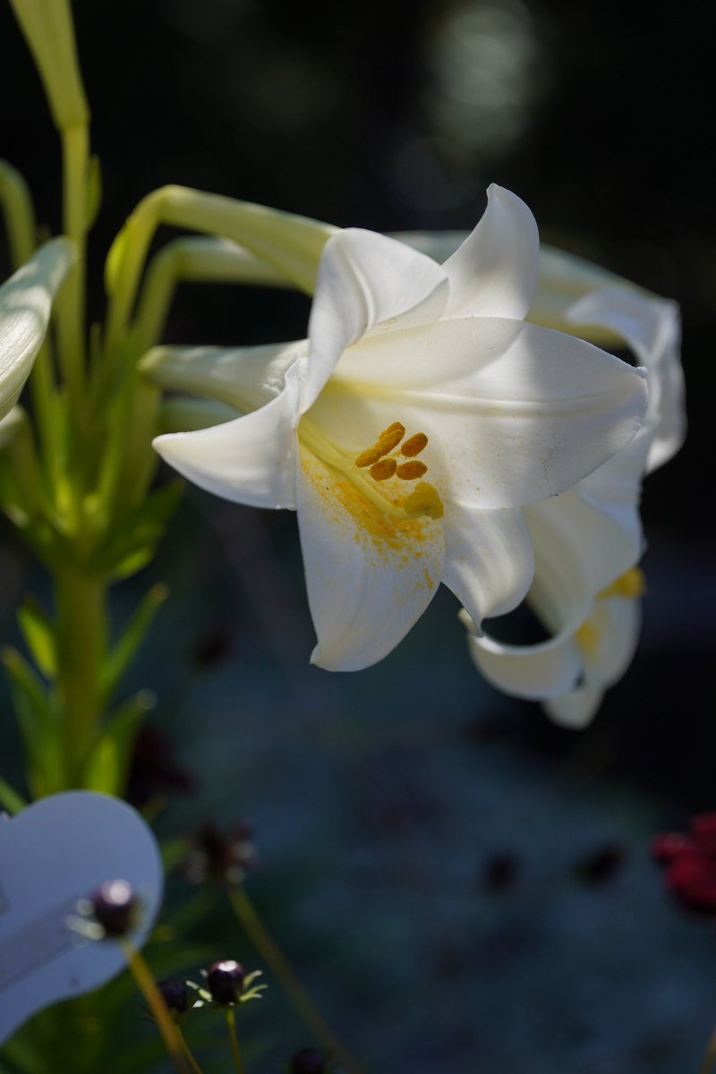 jerritama🐈🐟🐈 (@jerritama) on Twitter photo 