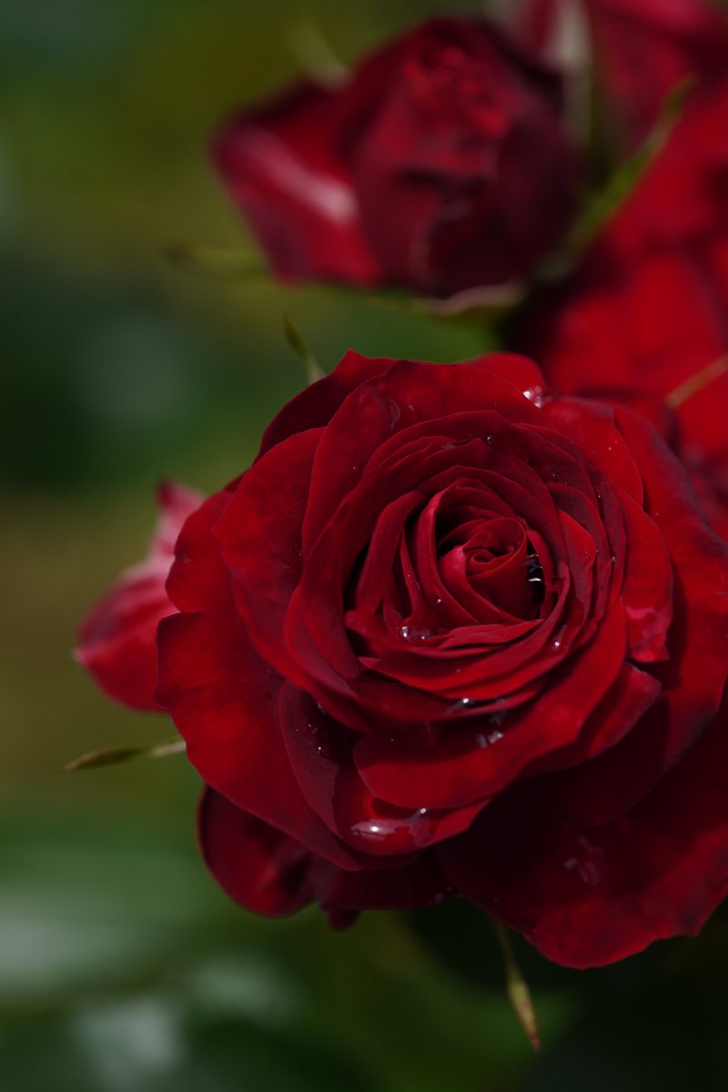 jerritama🐈🐟🐈 (@jerritama) on Twitter photo 