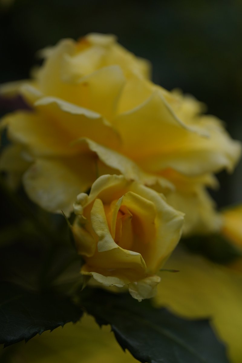 jerritama🐈🐟🐈 (@jerritama) on Twitter photo 