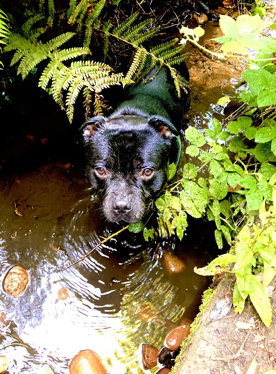 SBewes's tweet image. Morning all 🌞🌞 I am 3 today!! #staffies #dogsofX #dogsontwitter #dogday #doglove #DogLife