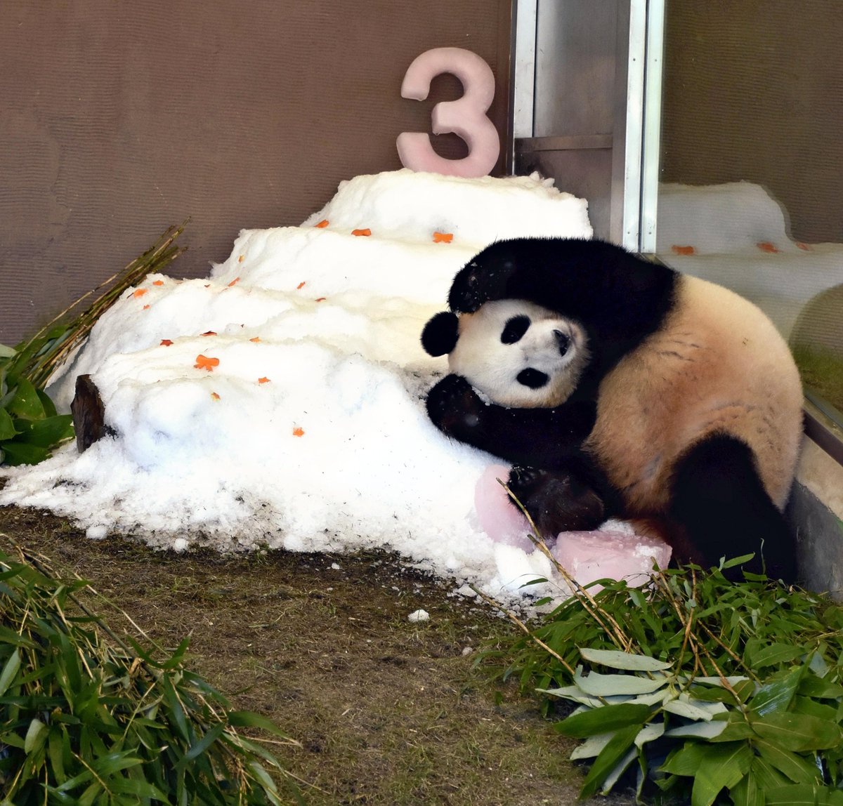 「パンダダイアリー」のクラウドファンディングを実施中！4頭の帰国まで3日。3歳の誕生日の結浜。パーク内では長女なのに、「永遠の末っ子」の異名を取るこの可愛さ。中国の基地でも人気者になること間違いなし。元気に育ってほしいですね

↓申し込み
ideamarket.yomiuri.co.jp/projects/panda…