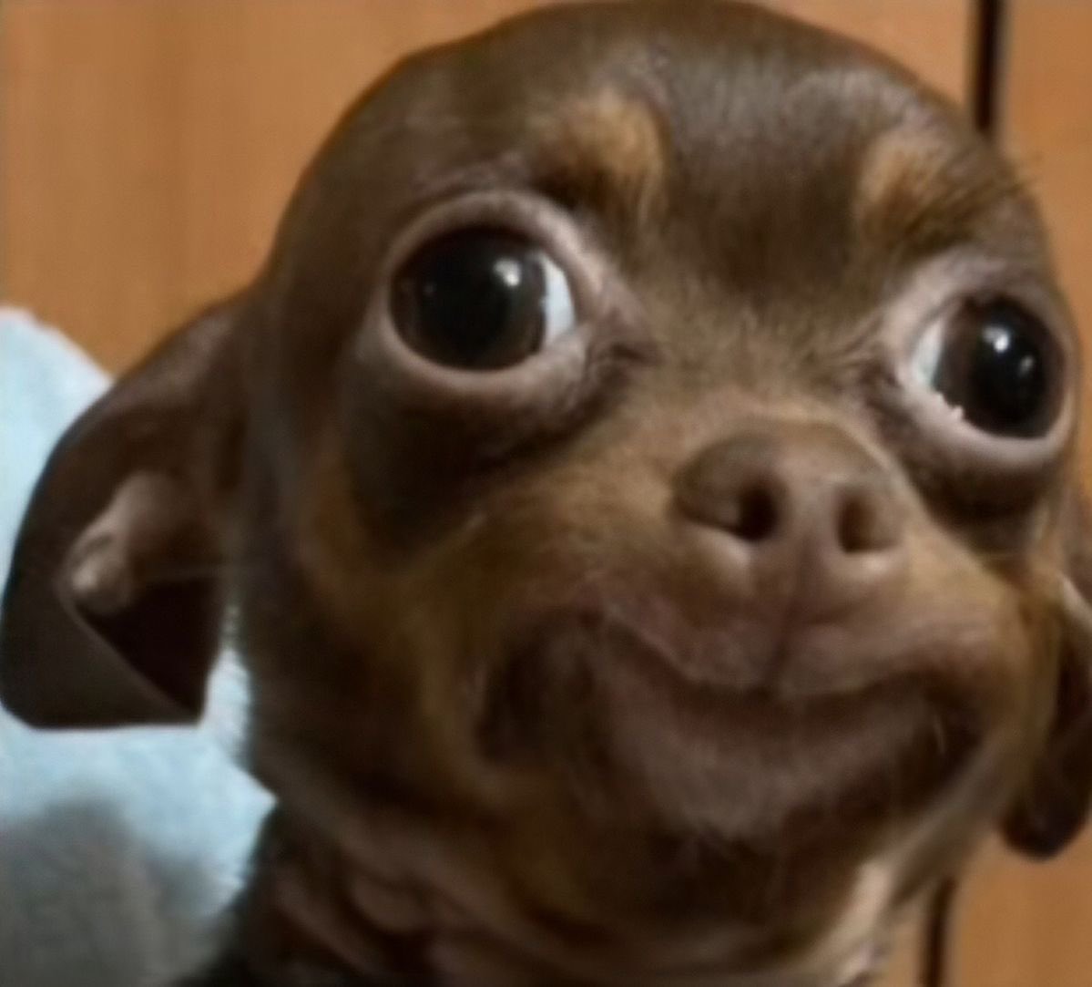 💖 (@twaniimals) on Twitter photo 