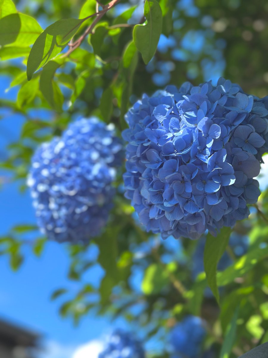 いつもありがとう( ˶'ᵕ'˶)💙🤍💚

毎年必ず見に行く
お気に入りの紫陽花
置いておきます