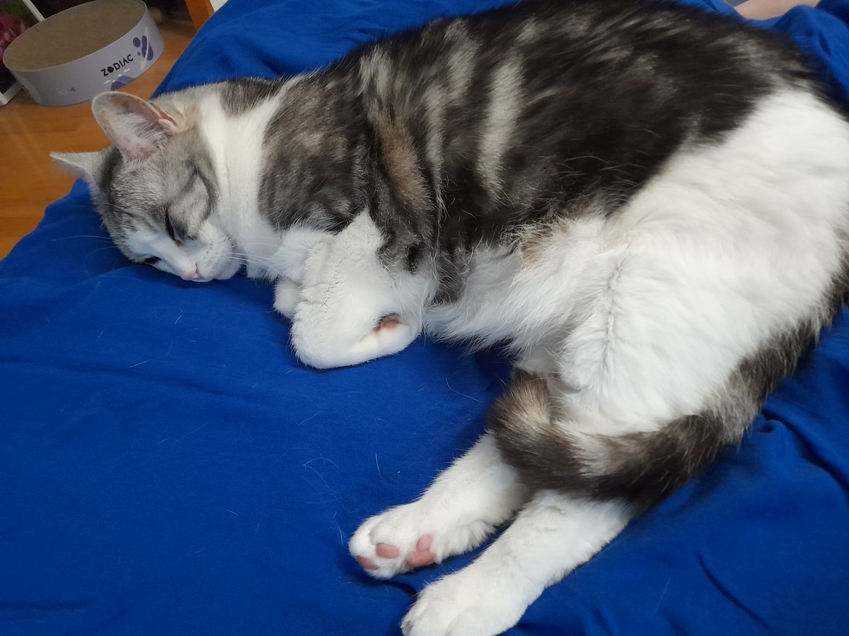 Diary of a cat servant: I could share a #KittyLoafMonday. Or I could share this. 😉